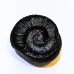 Vishnu Chakra Shaligram ( Sudarshana Chakra Shaligram )