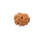10 Mukhi Rudraksha