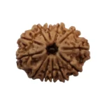 12Mukhi Rudraksha