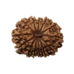13Mukhi Rudraksha