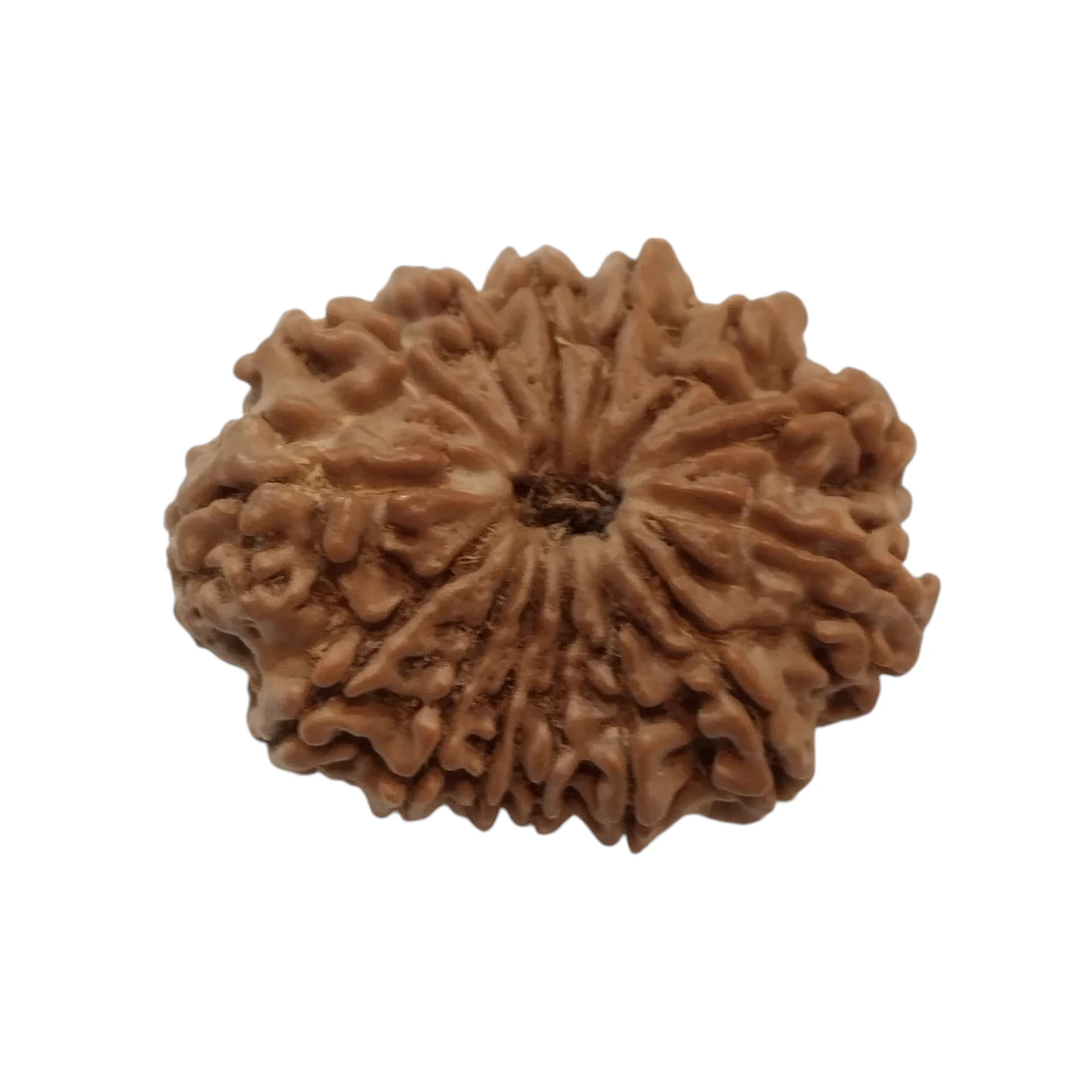 14Mukhi Rudraksha 14Mukhi Rudraksha - Image 1