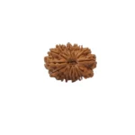 17 Mukhi Rudraksha - Image 4