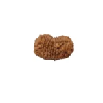 17 Mukhi Rudraksha - Image 3