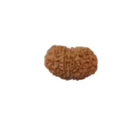 17 Mukhi Rudraksha - Image 2
