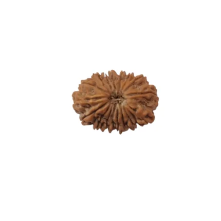17 Mukhi Rudraksha