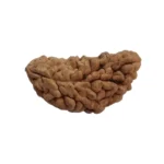 1Mukhi Half Moon Rudraksha - Image 3