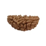 1Mukhi Half Moon Rudraksha