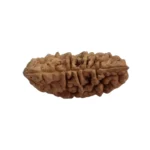 1Mukhi Half Moon Rudraksha - Image 2
