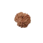 3 Mukhi Rudraksha - Image 4