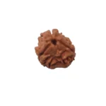 3 Mukhi Rudraksha