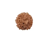 3 Mukhi Rudraksha - Image 2