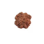 4 Mukhi Rudraksha - Image 2