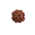 4 Mukhi Rudraksha