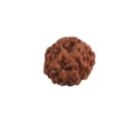 4 Mukhi Rudraksha - Image 4