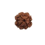 4 Mukhi Rudraksha - Image 3
