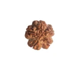 5 Mukhi Rudraksha - Image 3