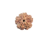 5 Mukhi Rudraksha
