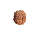 5 Mukhi Rudraksha - Image 2