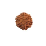 6 Mukhi Rudraksha - Image 4