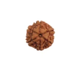 6 Mukhi Rudraksha