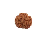 6 Mukhi Rudraksha - Image 3