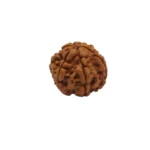 6 Mukhi Rudraksha - Image 2