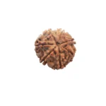 7 Mukhi Rudraksha - Image 4