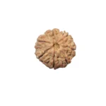 7 Mukhi Rudraksha