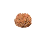 7 Mukhi Rudraksha - Image 3