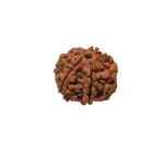 7 Mukhi Rudraksha - Image 2