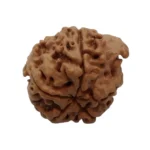 Ganesh Rudraksha