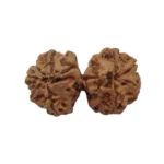 Gaurishankar Rudraksha - Image 4