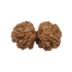 Gaurishankar Rudraksha