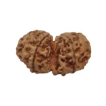 Gaurishankar Rudraksha - Image 3