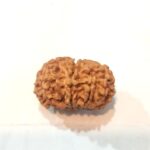 10 Mukhi Rudraksha - Image 4