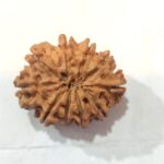 10 Mukhi Rudraksha - Image 2