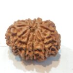 10 Mukhi Rudraksha - Image 3