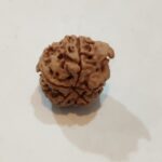 Ganesh Rudraksha - Image 6