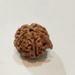 Ganesh Rudraksha - Image 4
