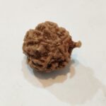 Ganesh Rudraksha - Image 2