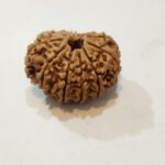 12Mukhi Rudraksha - Image 4