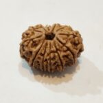 12Mukhi Rudraksha - Image 3