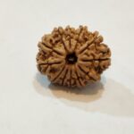 12Mukhi Rudraksha - Image 2