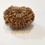 13Mukhi Rudraksha - Image 3