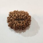 13Mukhi Rudraksha - Image 4