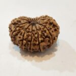 13Mukhi Rudraksha - Image 2