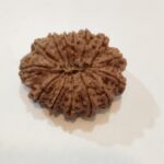 14Mukhi Rudraksha - Image 5