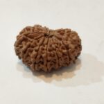 14Mukhi Rudraksha - Image 3