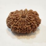 14Mukhi Rudraksha - Image 4