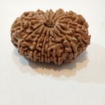 14Mukhi Rudraksha - Image 2